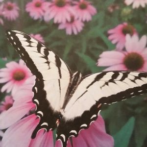 Meet your Posher, Jeanne